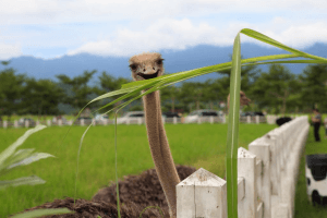 六十石山金針花之旅
